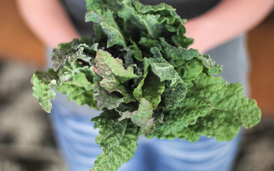 Kale is now one of the most pesticide-contaminated vegetables – CNBC