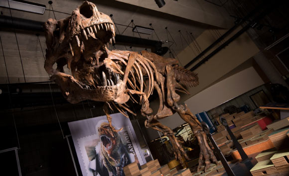Meet Scotty, World’s Largest Specimen of Tyrannosaurus rex | Paleontology – Sci-News.com