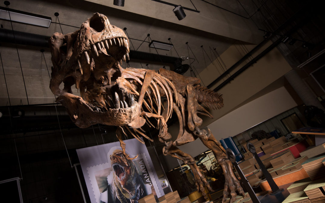 Meet Scotty, the New T. Rex Heavyweight Champion of the World – Live Science