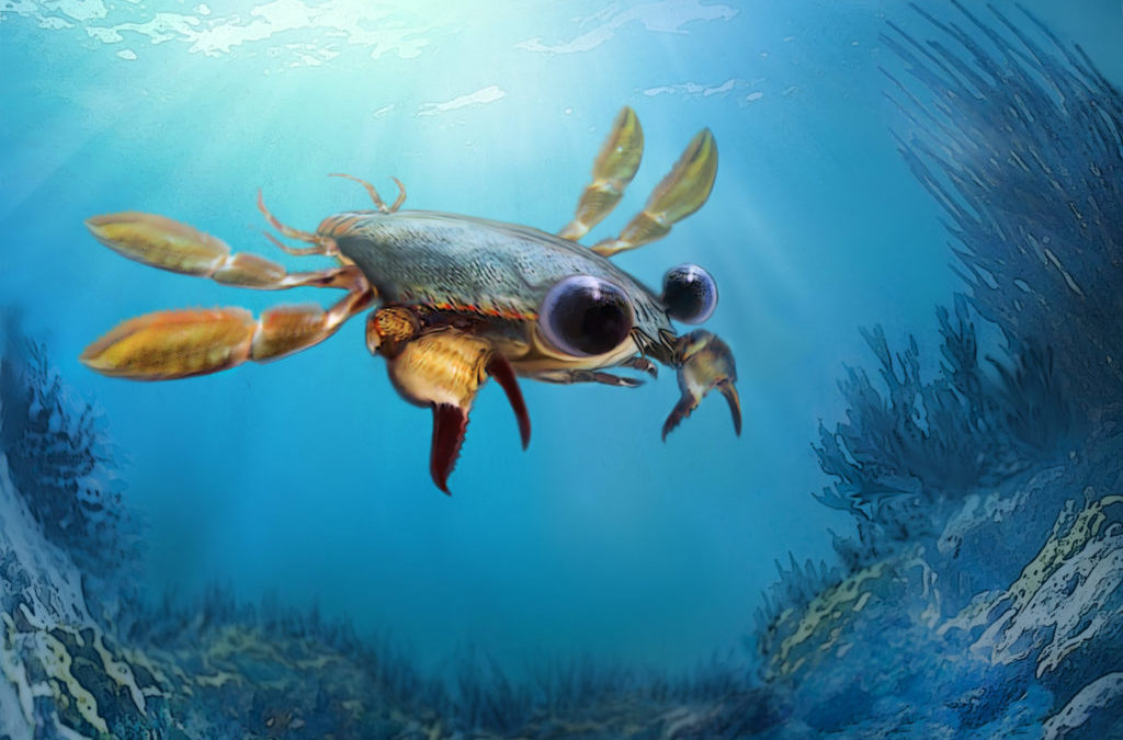 Fossil Friday: newly-discovered Callichimaera perplexa is an adorable, weird crab – ZME Science