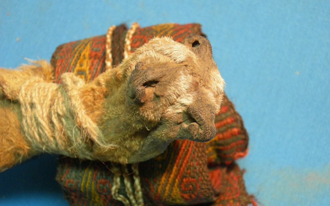 Ancient ritual bundle contained multiple psychotropic plants – Phys.org