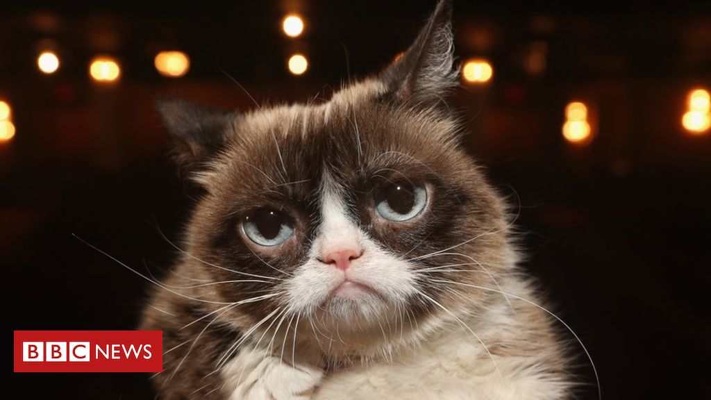 Internet legend Grumpy Cat dies