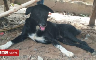 Dog rescues baby buried alive in field