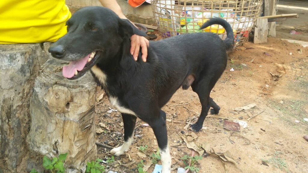 Hero dog saves life of newborn after teen mom buries boy alive in Thailand
