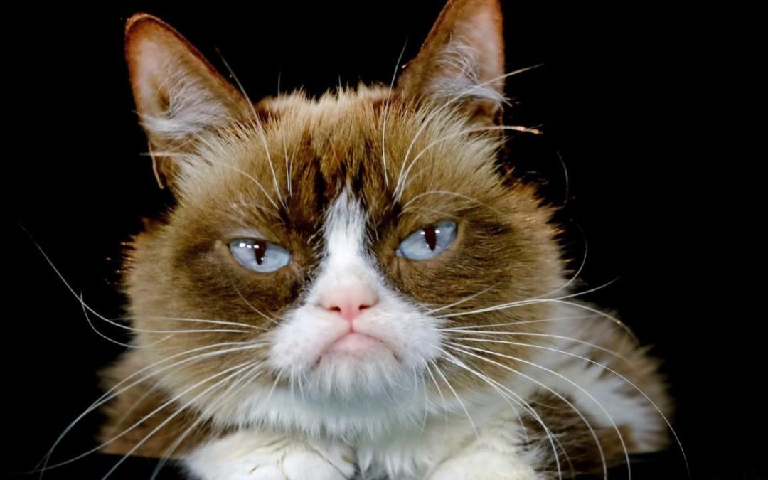 Grumpy Cat’s funniest memes in honor of the famous feline’s death – Fox News