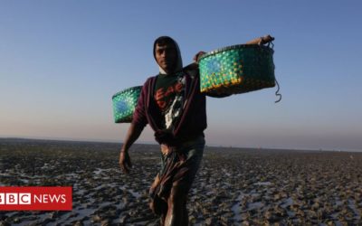 Bangladesh bans fishing to save fish