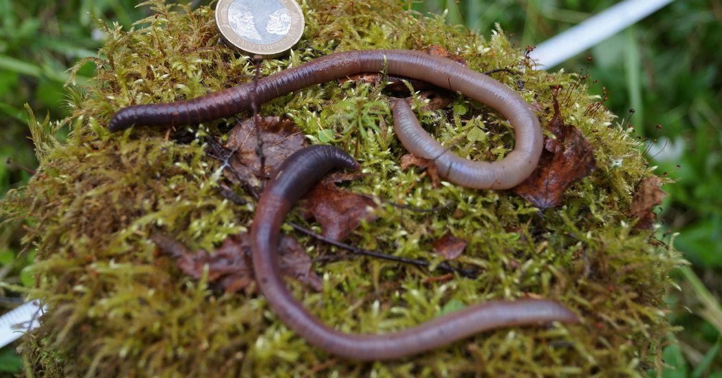 ‘Earthworm Dilemma’ Has Climate Scientists Racing to Keep Up – The New York Times