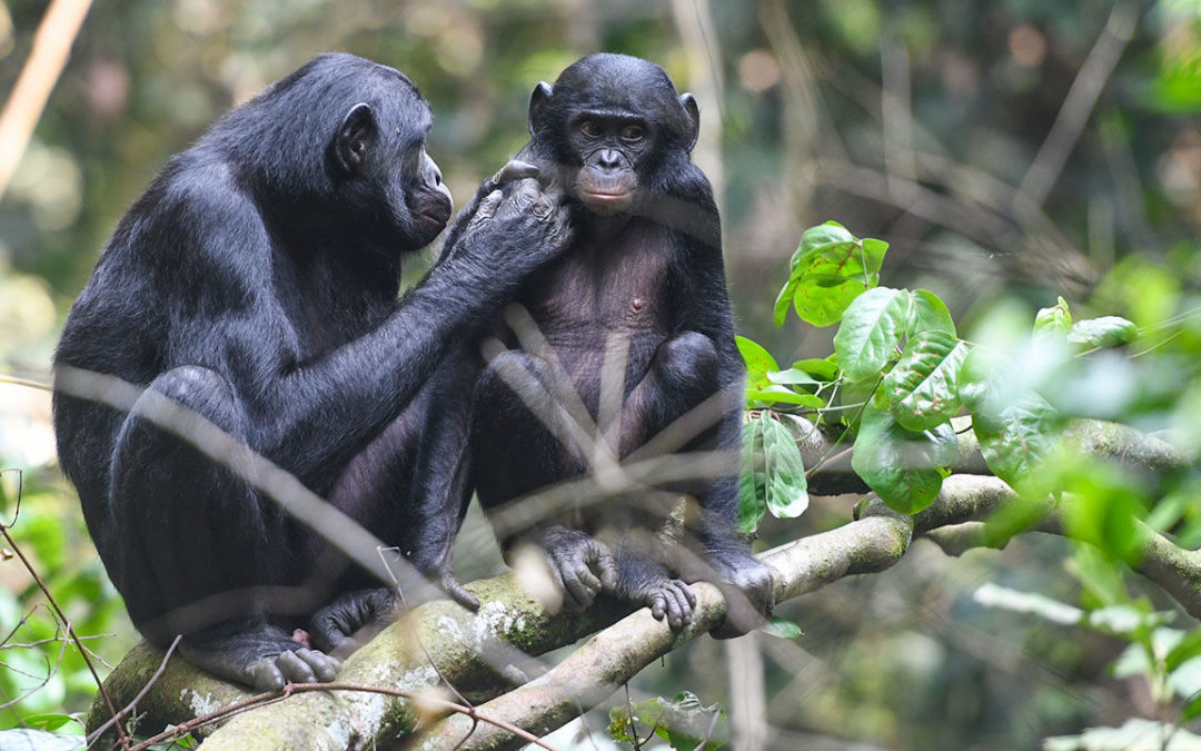 Bonobo ‘helicopter’ moms stand guard while their sons mate – Science Magazine