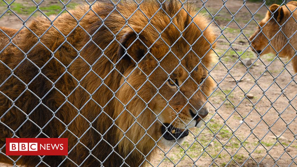 Canada zoo owner charged with cruelty