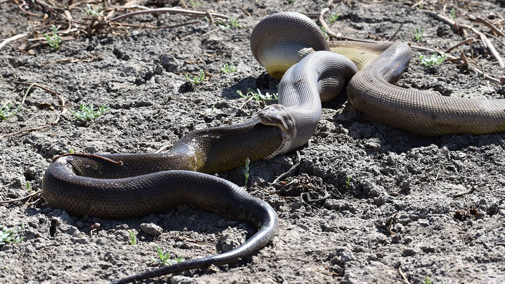 WARNING GRAPHIC IMAGES: Enormous python swallows even bigger python, but can’t handle it