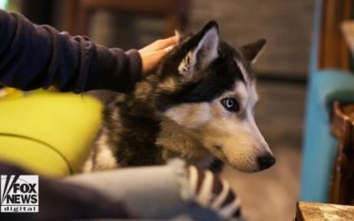 Siberian Husky sniffs out owner’s cancer three times