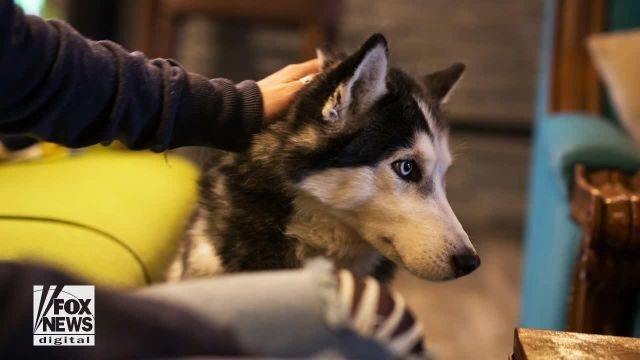 Siberian Husky sniffs out owner’s cancer three times