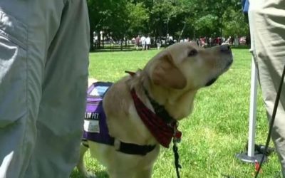 Paws for Purple Hearts use service dogs to help veterans