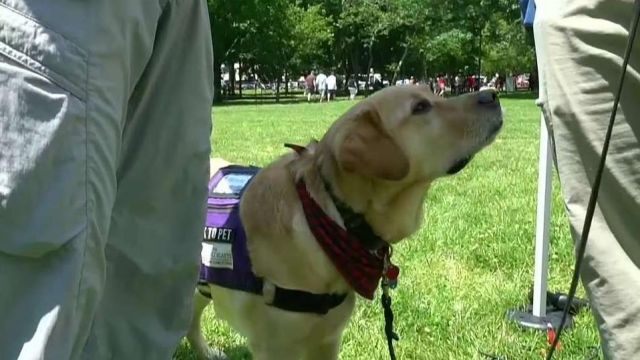 Paws for Purple Hearts use service dogs to help veterans