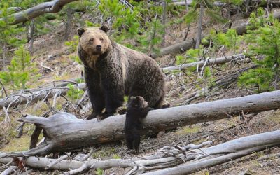 Grizzly bears on move in Rockies as hunting is in limbo