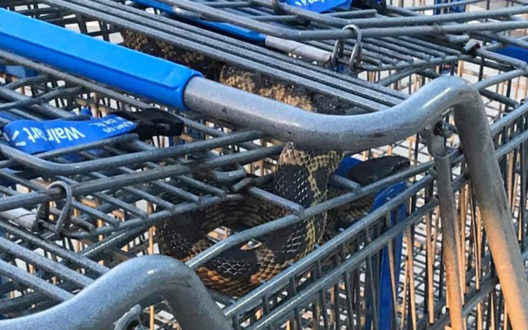 Large rat snake discovered hiding in shopping carts at Walmart in Texas