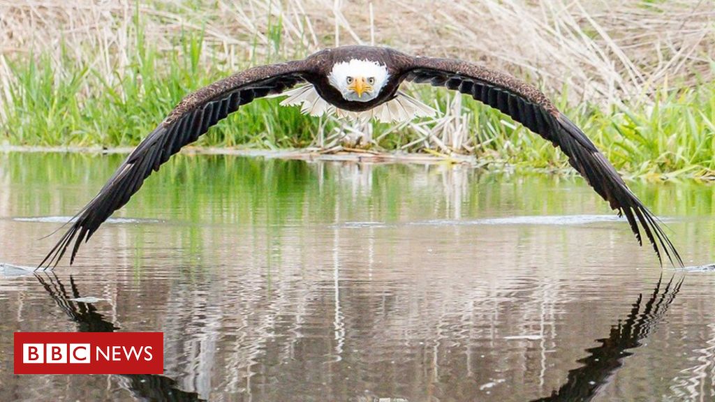 Photographer ‘overwhelmed’ by eagle photo response