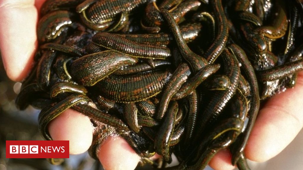 Man smuggled 4,700 leeches in carry-on bag