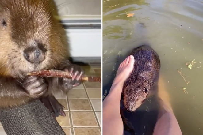 Hot dam! This orphaned beaver is an internet sensation