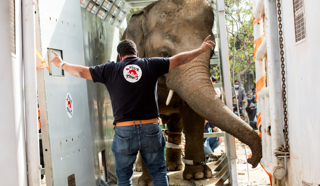 Kaavan’s not-so lonely journey to freedom in Cambodia