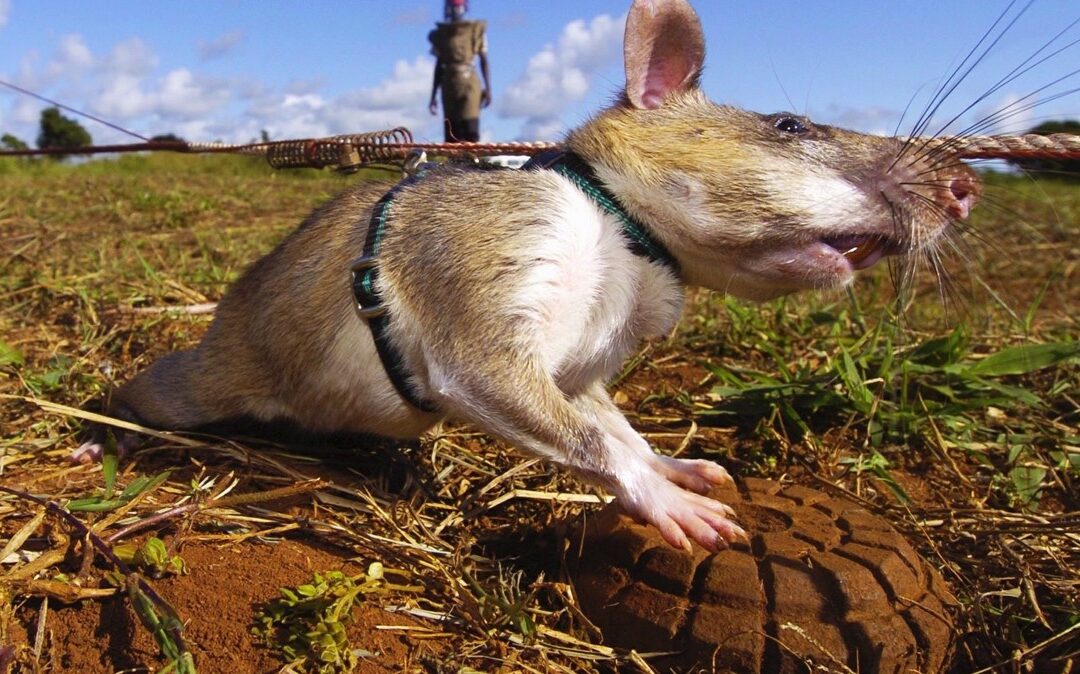 Giant Rats Sniffing Out Landmines and Tuberculosis...