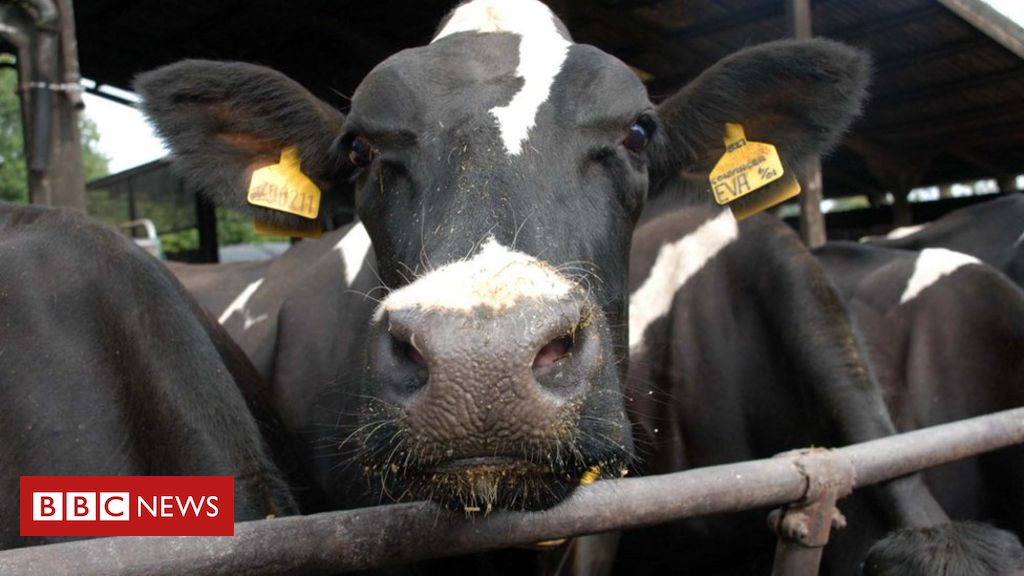 Brexit: Dairy giant Arla warns of price rise if no deal