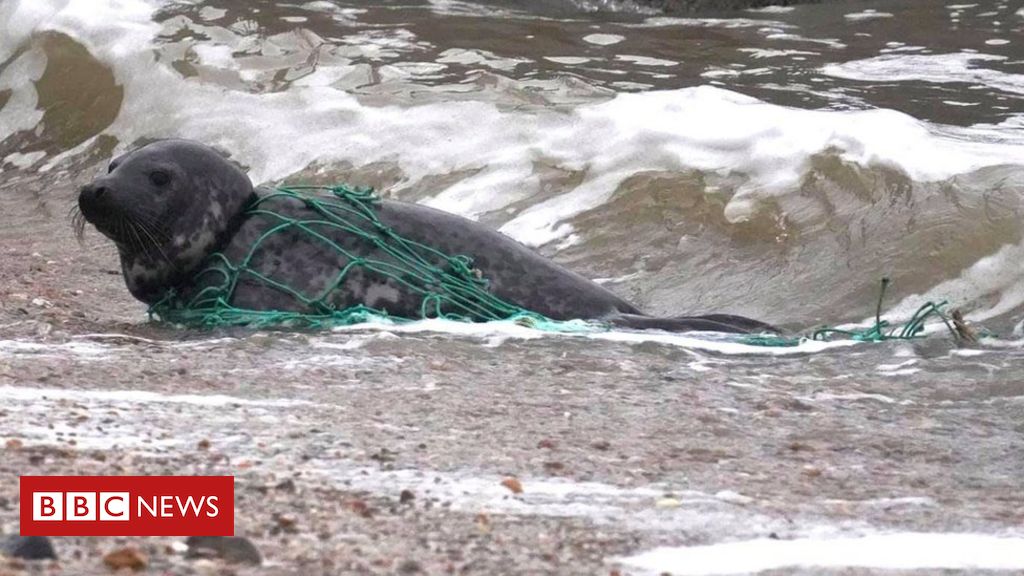 Felixstowe seal released from fishing net