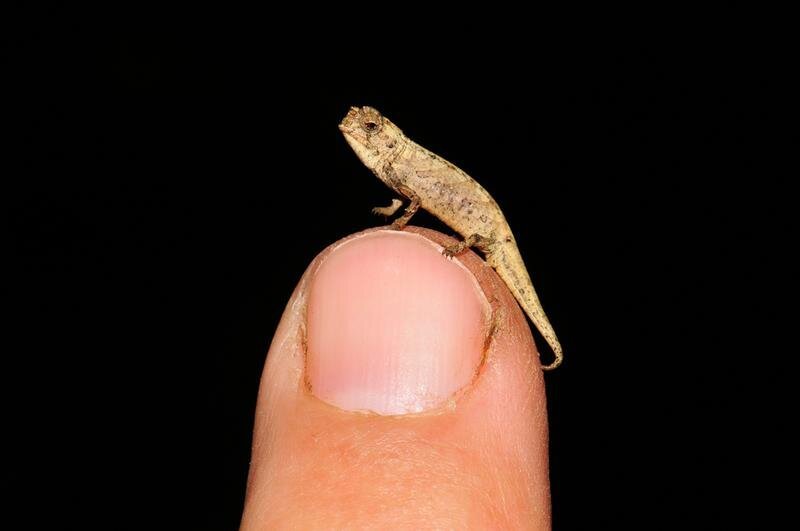 Stimulus cheques,Reddit frenzyand an extremely tiny chameleon