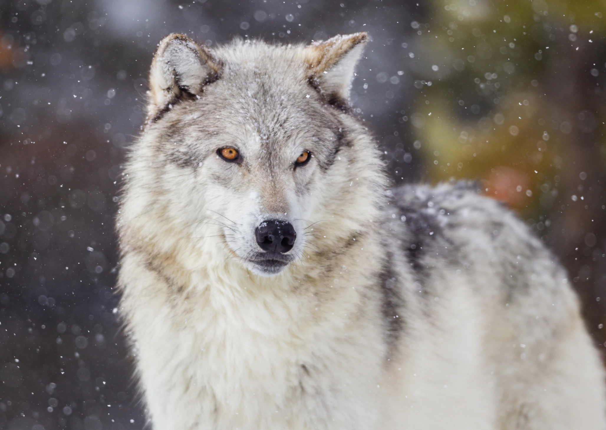 Wisconsin wolf hunt ends early after 82 wolves harvested in less than two days