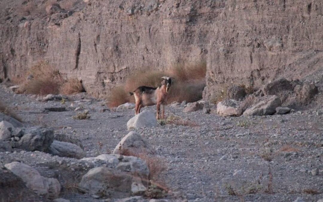 Mysterious goat appears in Death Valley. That's bad news, rangers say...