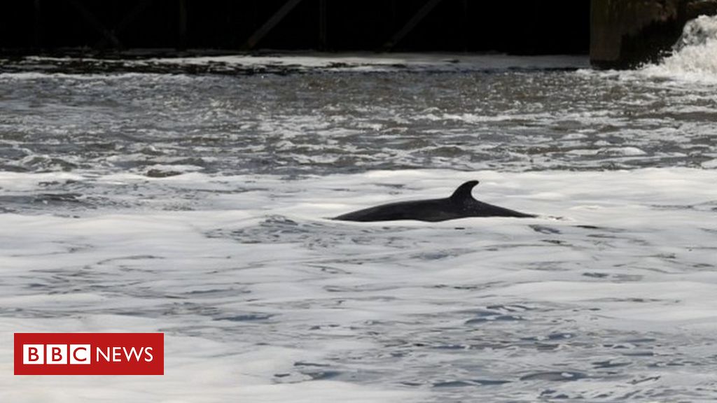 River Thames: Rescuers try to save stranded whale for second time