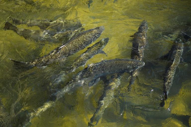 Drought-hit California scales up plan to truck salmon to ocean...