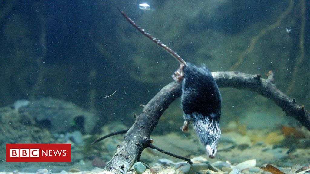 Secrets of tiny diving mammals revealed