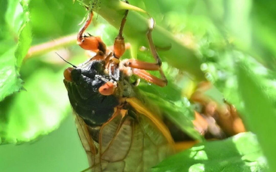Wednesday Noon Dispatch: Cicada Plague Swarms White House Journalists