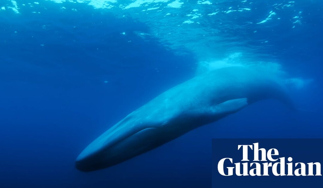 Search for loneliest whale in world...