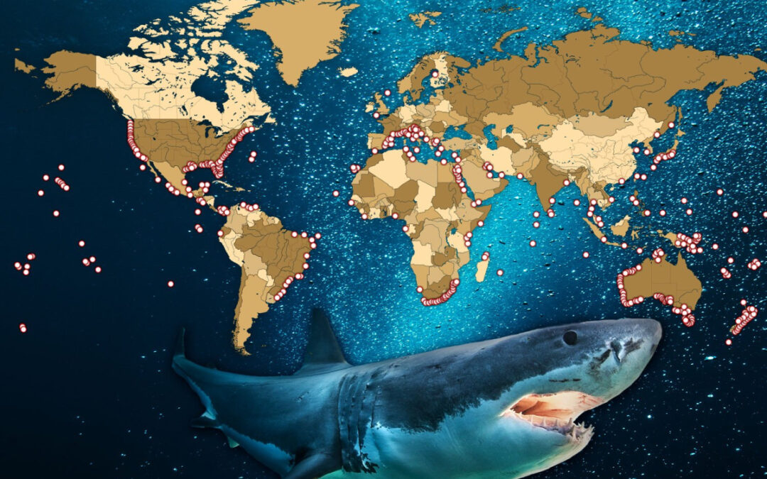 Cape Cod now shark capital of the world...