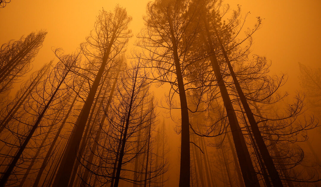California’s Dixie Fire now second-largest in state history