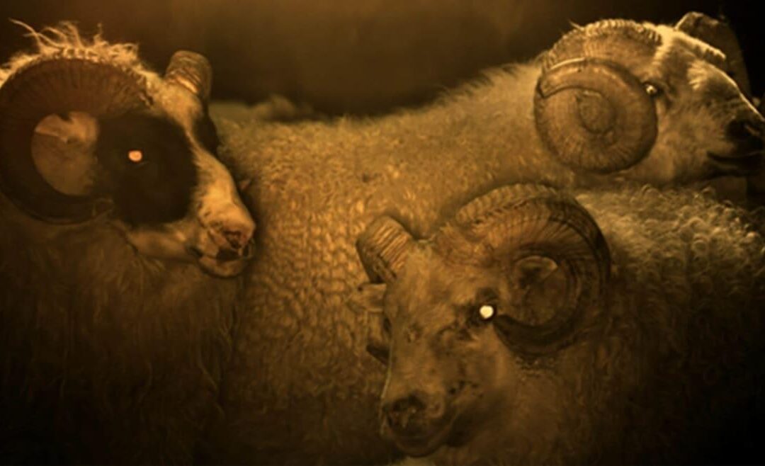 Lamb-Human Hybrid Horror Movie Will Haunt Dreams...