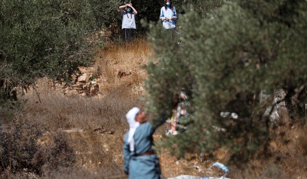 Settler attacks wreak havoc on Palestinians during olive harvest