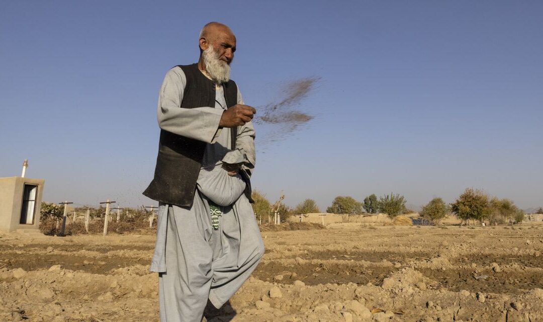 Afghan Opium Business Cranks Up as Taliban Look Other Way...