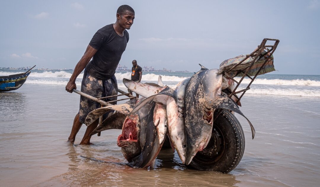 In Pictures: The rise of shark fishing off the Congolese coast