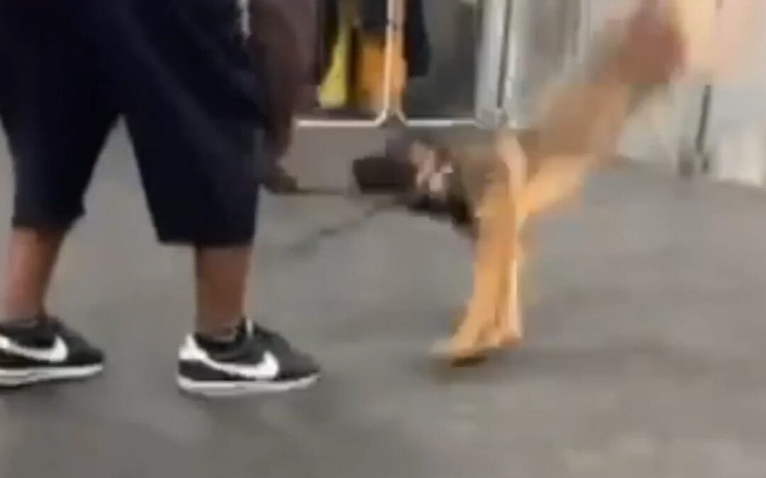 Trainer slams dog to ground, DA investigating abuse...