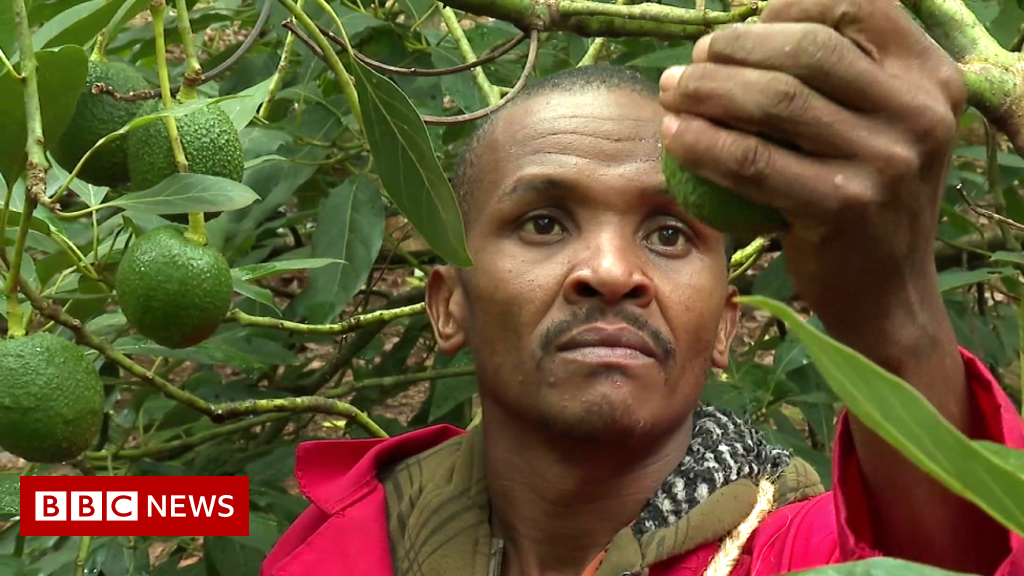 Kenyan vigilantes taking on avocado gangs