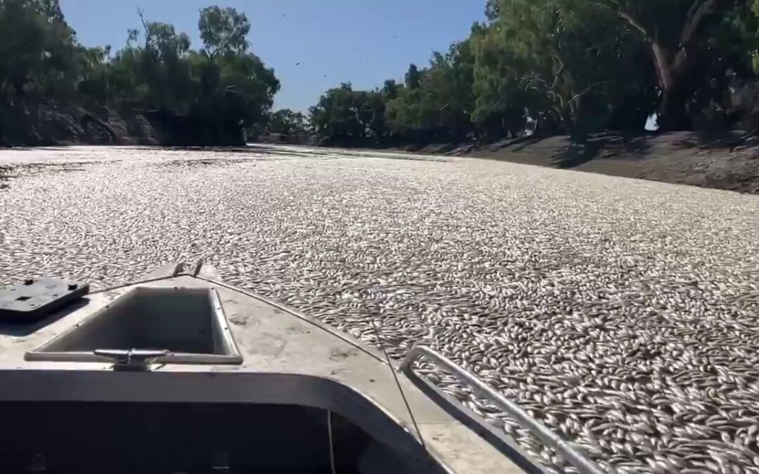 Millions of dead fish clog up Australian river near remote town