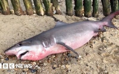 Hampshire shark: Appeal for head to be returned
