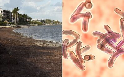Seaweed washing ashore in Florida contains flesh eating bacteria…