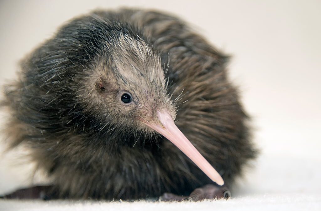 Miami Zoo cancels kiwi encounters after outrage from New Zealanders