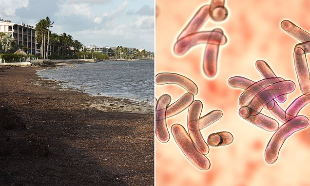 Seaweed washing ashore in Florida contains flesh eating bacteria...