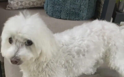 Ten-Pound Maltese Scares Off Coyotes Attacking Fur Brother
