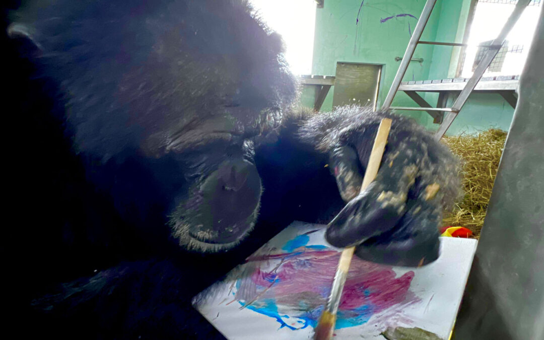 Inside chimp sanctuary where primates paint intricate pieces of art...